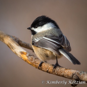 Michigan Chickadee Photo - Kimberly Kotzian