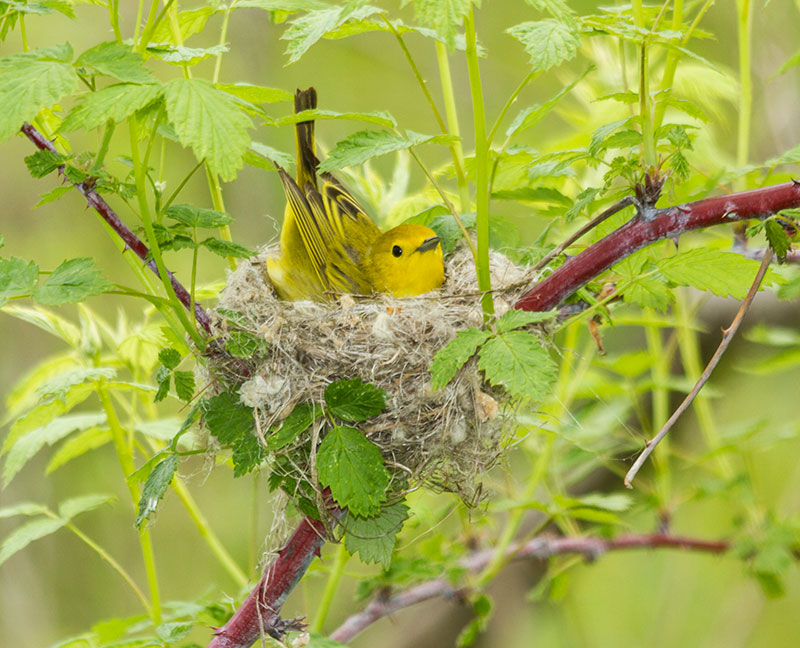 Yellow-warbler-nest-medium